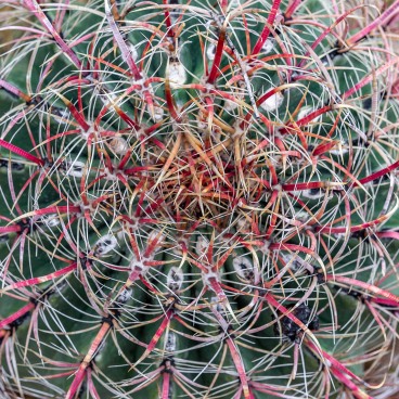 Barrel Cactus, Sonoran desert ©Jonathan Vandevoorde